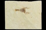 Cretaceous Lobster (Eryma) Fossil - Lebanon #124000-1